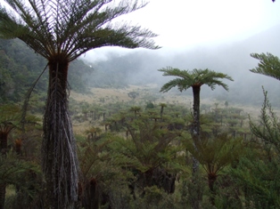 恐竜の出てきそうな草原