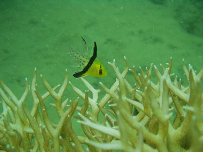 マンジュウイシモチ