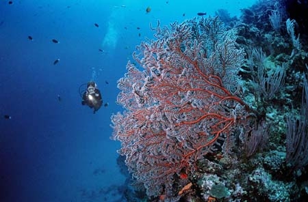 Diver with Gorgonian Fan