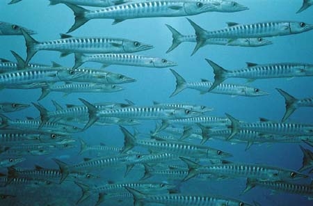 BarracudasSM