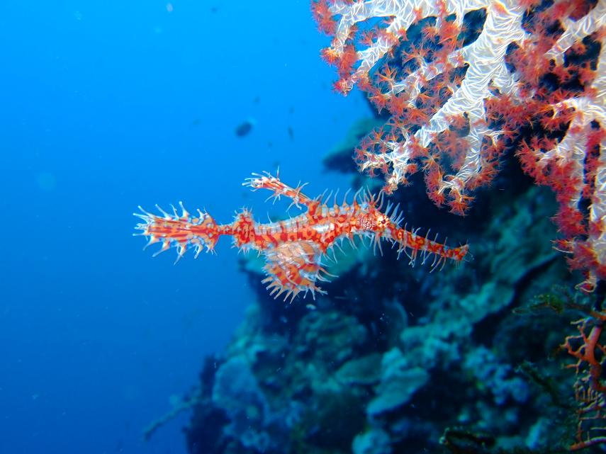 2008_1113WALINDI0195 2.JPG