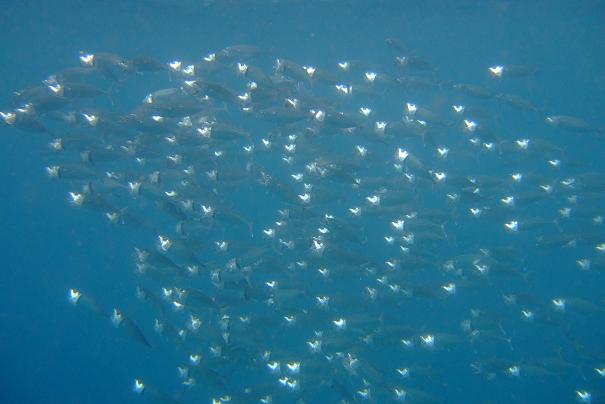 2009_0713KJEmasouth0143 2.jpg