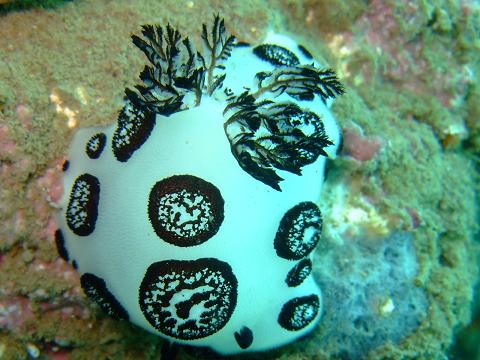 2009_0715jettytrimming0141 2.jpg