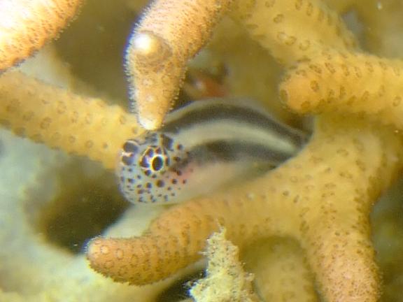 2009_0715jettytrimming0180 2.jpg