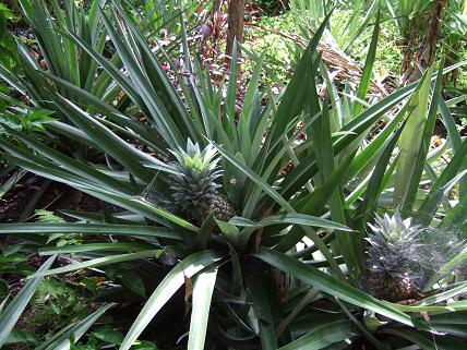 パイナップルの木