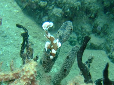 2009_1225Sweetlipharlequin0011 2 a.jpg