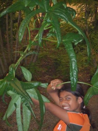 Aibika Garden Harvest.jpg