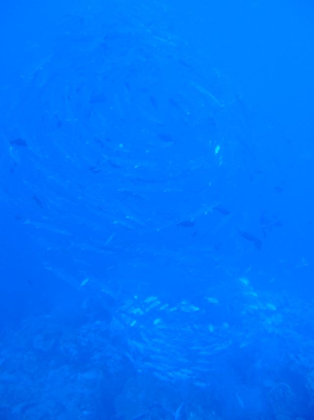 バラクーダー＆ギンガメ