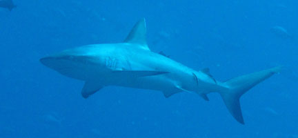 Shark3.jpg