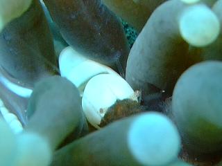 Walindi 08 225 2.jpg