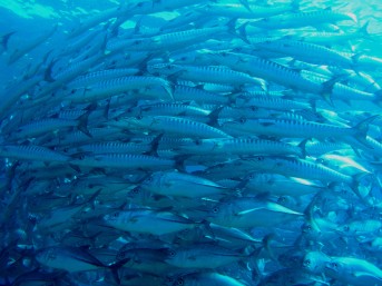 P1010010.JPG P1010010.JPG