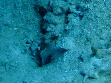 danceshrimp goby.jpg