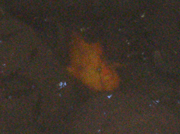 2008_0529FROGFISH0002-2.gif