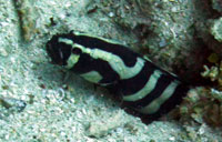 jawfish-zebra1.jpg