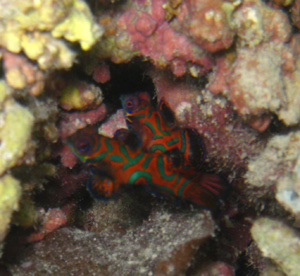 mandarinfish1.jpg