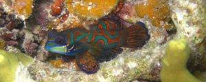 mandarinfish2.jpg