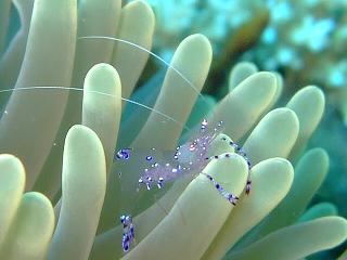 nadeshiko Kakureebi.jpg